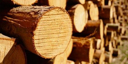 Скільки коштує деревина горіха на біржі УУБ